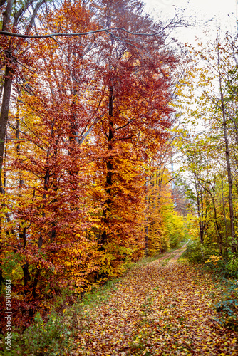 A country road in a forest in Switzerland surrounded by colorful autumn trees and leaves © gdefilip