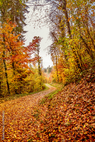 A country road in a forest in Switzerland surrounded by colorful autumn trees and leaves