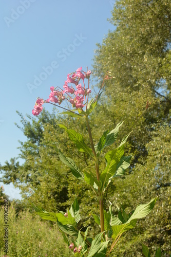 Himalayan Balsam - Impatiens glandulifera Invasive riverside plant photo