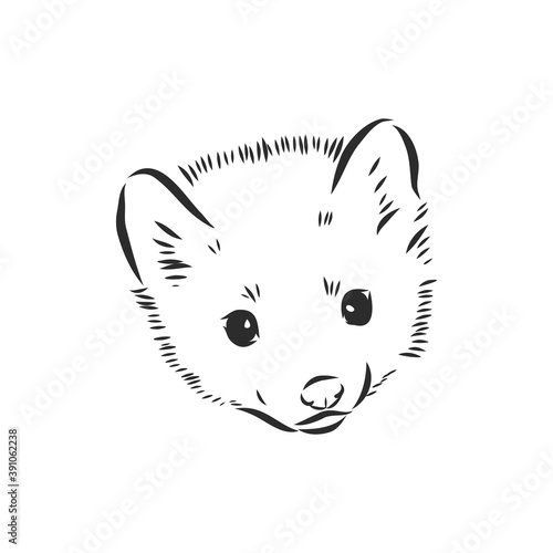 Sable or Martes zibellina, illustration of Sable. sable animal vector sketch illustration
