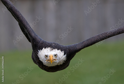 Bald Eagle in flight
