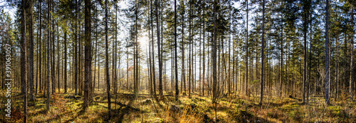 Waldpanorama Foto eines Naturschutzgebietes in den Österreichischen Alpen mitten im Herbst aufgenommen. 