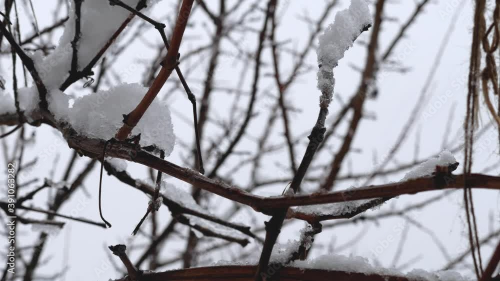 Snow on branch, Snowfall in the forest, beautiful winter landscape. Holiday. Snow on branch, Snowfall in the forest, beautiful winter landscape. Holiday.