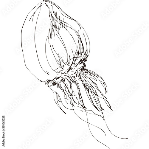 Hand drawing vector art of jellyfish. Black grafic on white background