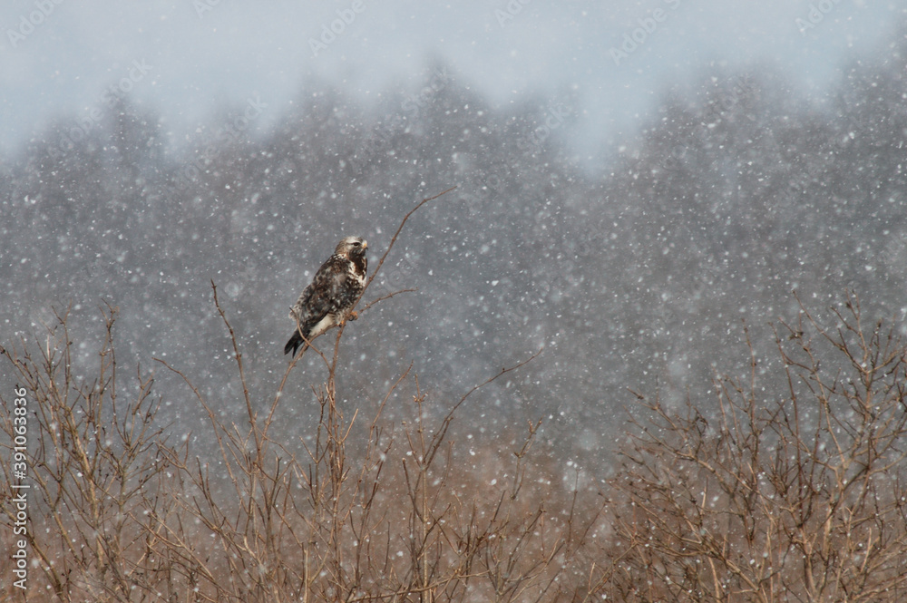 Rough-legged Buzzard, Ruigpootbuizerd, Buteo lagopus Rough-legged Buzzard, Ruigpootbuizerd, Buteo lagopus