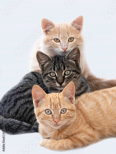 Fototapeta Naklejka Na Ścianę i Meble -  Mis tres pequeños felinos