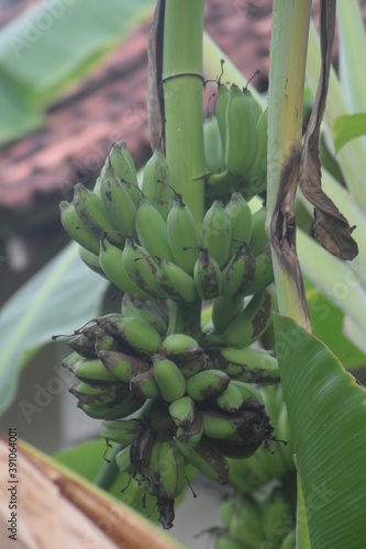 Wallpaper Mural bunch of bananas Torontodigital.ca