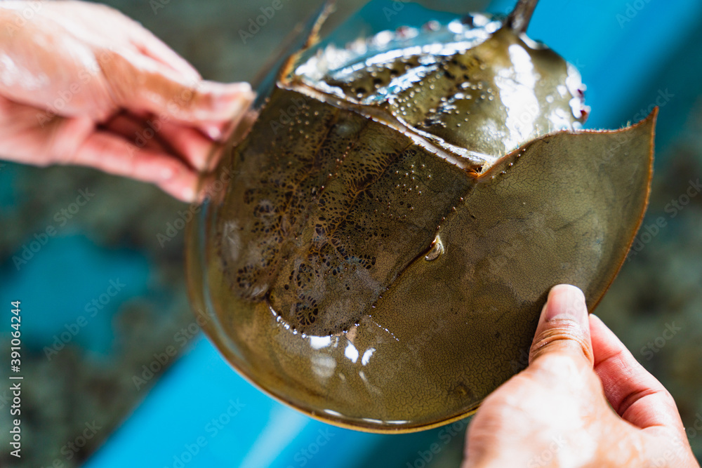 Horseshoe crab in human hands, This animal are important resources for