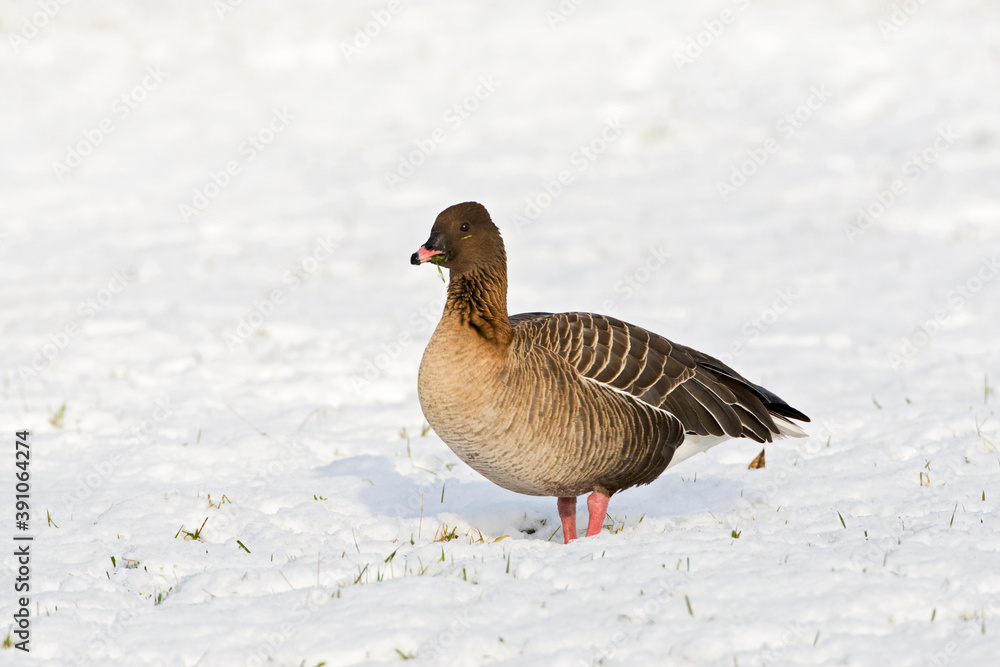 Kleine Rietgans, Pink-footed Goose, Anser brachyrhynchus Kleine Rietgans, Pink-footed Goose, Anser brachyrhynchus