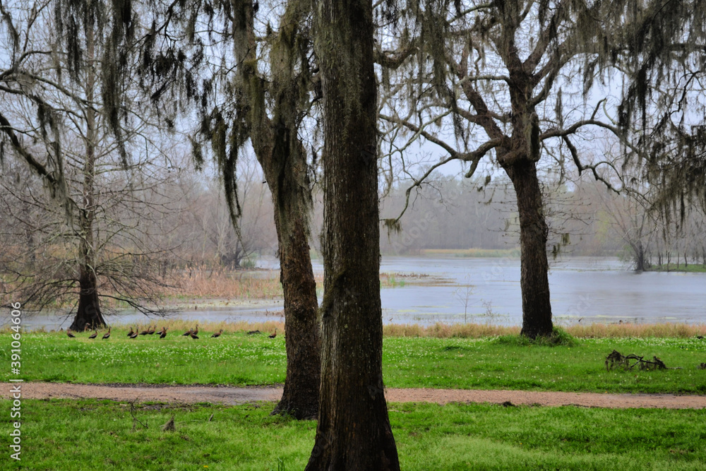The view with the trees in Brazos Bend State Park, Needville, Texas The view with the trees in Brazos Bend State Park, Needville, Texas