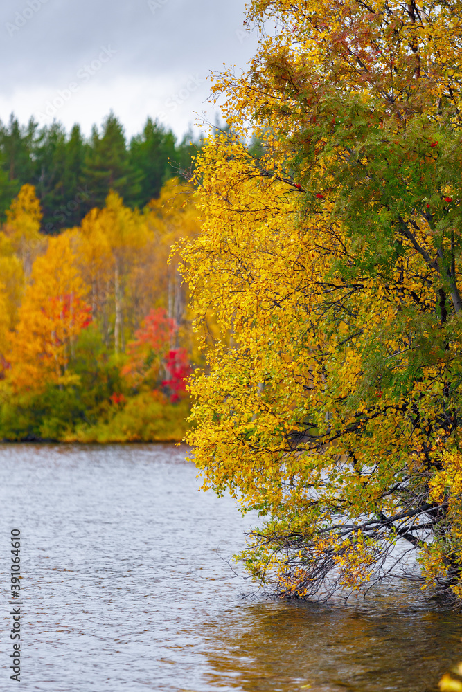 Mixed forest with colorful foliage by the lake. Autumn landscape, Republic of Karelia, Russia.