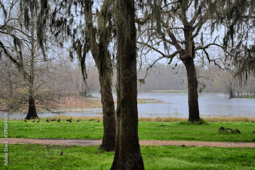 The view with the trees in Brazos Bend State Park, Needville, Texas