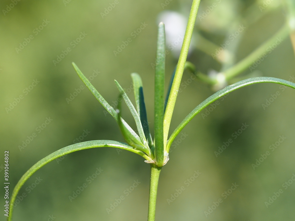 Media Sandspurry (Spergularia media) Media Sandspurry (Spergularia media)