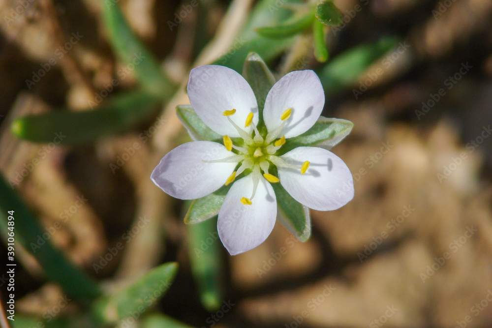 Obraz premium Media Sandspurry (Spergularia media)