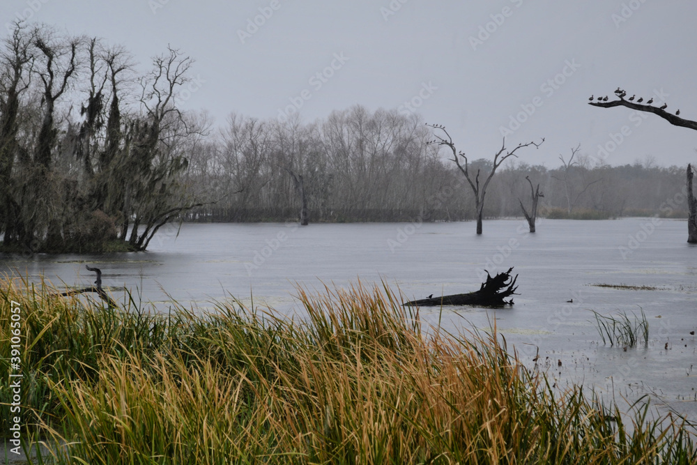 Rainy day in Brazos Bend State Park, Needville, Texas
