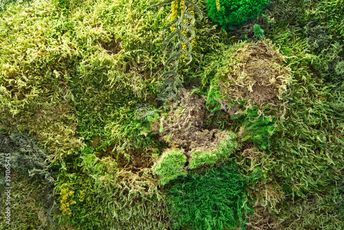 Fototapeta Naklejka Na Ścianę i Meble -  texture of wall decorated with flotal moss