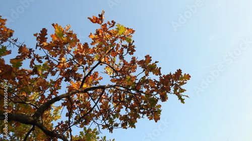 branch of a tree in autumn