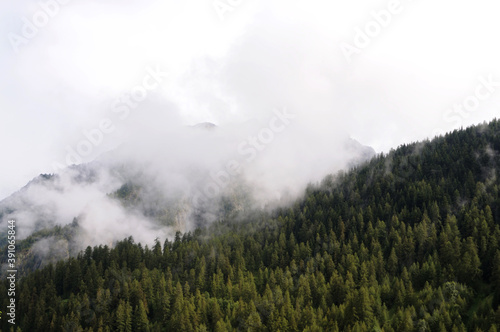 Misty coniferous forest in italian alps, Italy