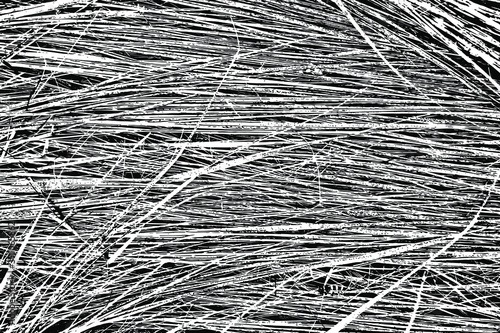Grunge texture of tall, decayed autumn grass. Withered grass, straw, hay. Vector illustration. Overlay template.