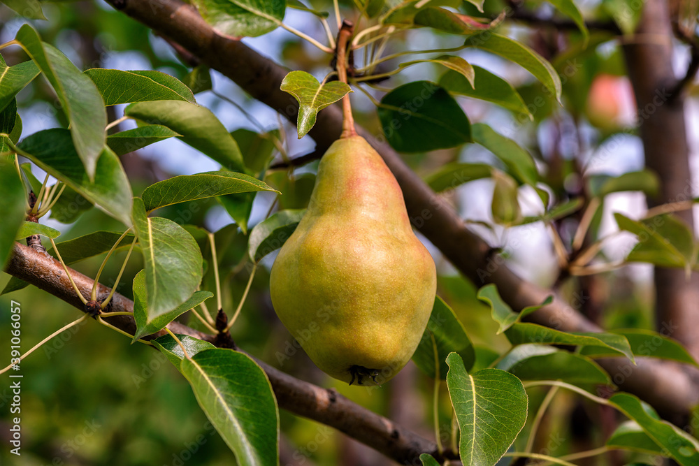 Harvesting a pear tree. Sweet and tasty pears in the garden, natural sunlight. Harvesting a pear tree. Sweet and tasty pears in the garden, natural sunlight.