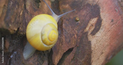 Small yellow snail crawling on the tree photo