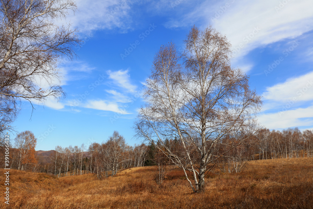 Birch forest under blue sky in huanggangliang Park of Keshiketeng World Geopark, Inner Mongolia Birch forest under blue sky in huanggangliang Park of Keshiketeng World Geopark, Inner Mongolia