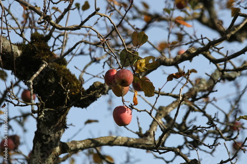 Äpfel in der wilden offenen freien Natur Apfeltraum