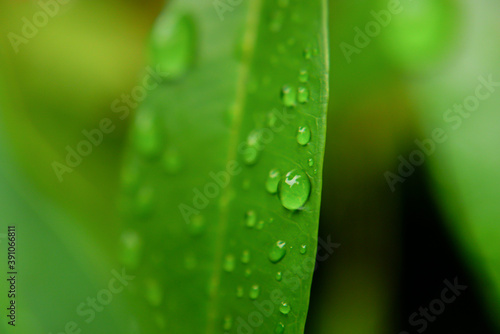 water drops on green grass
