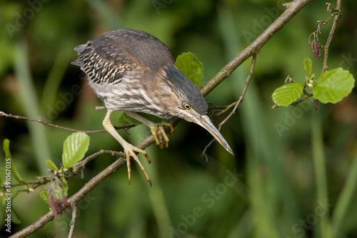 Wallpaper Mural Green Heron, Groene Reiger, Butorides virescens Torontodigital.ca