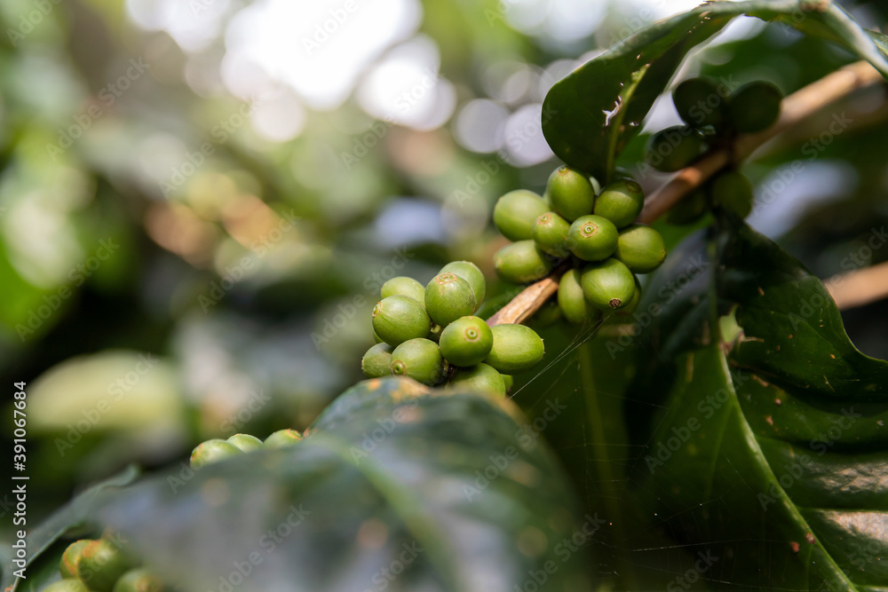 Coffee tree with red coffee berries on cafe plantation.