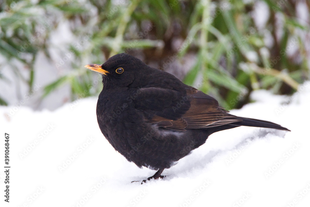 Merel, European Blackbird, Turdus merula Merel, European Blackbird, Turdus merula