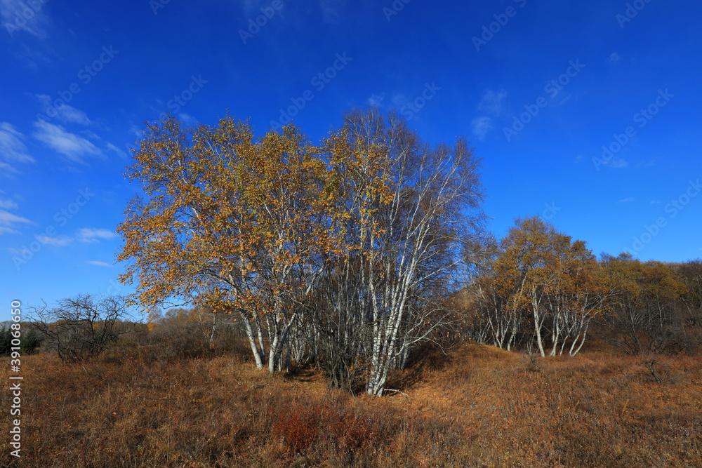 Birch forest in hot spring park of Keshiketeng World Geopark, Inner Mongolia Birch forest in hot spring park of Keshiketeng World Geopark, Inner Mongolia