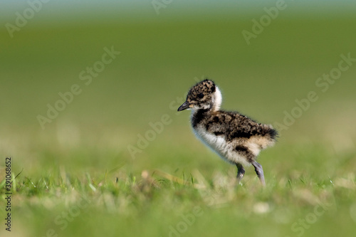 Kievit, Northern Lapwing, Vanellus vanellus