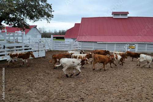 Small longhorn cows in a farm, Richmond, Texas photo