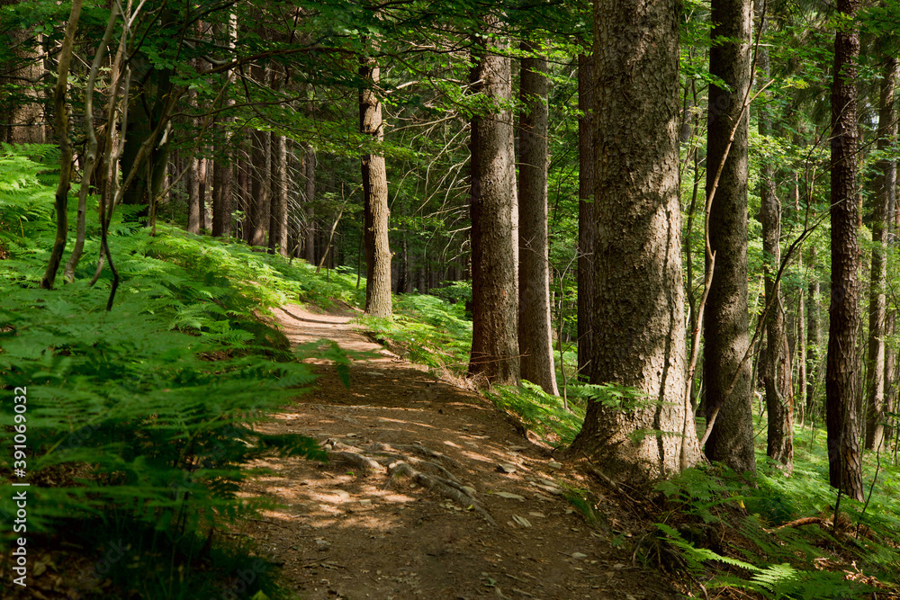 forest path in spring time forest path in spring time