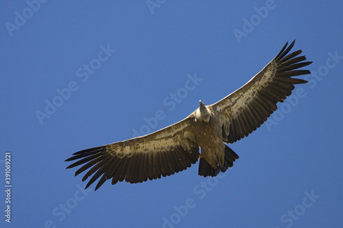 Griffon Vulture  Vale Gier  Gyps fulvus
