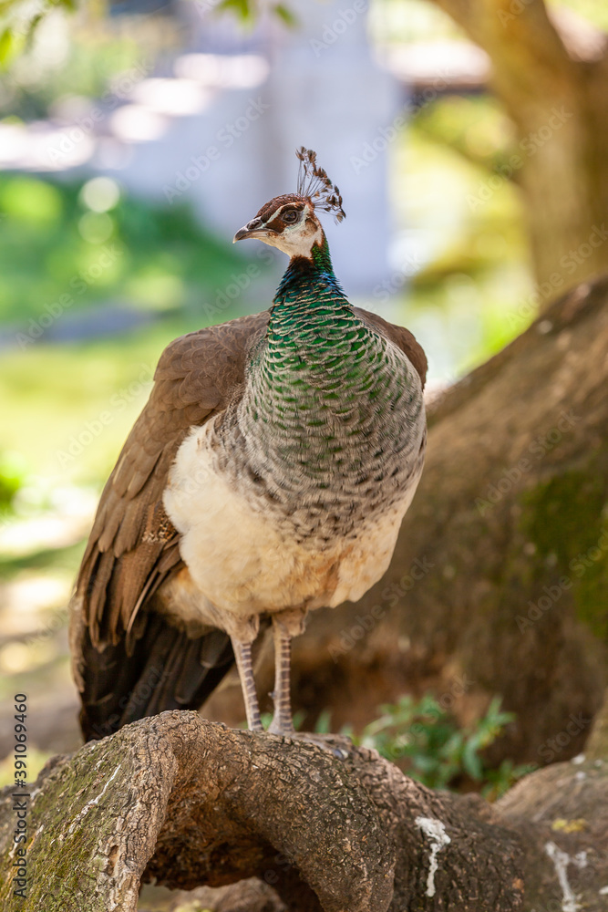 Fototapeta premium peacock in the park outdoors