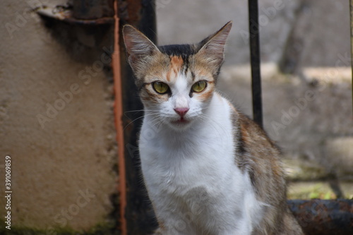 Indian cat, Kerala