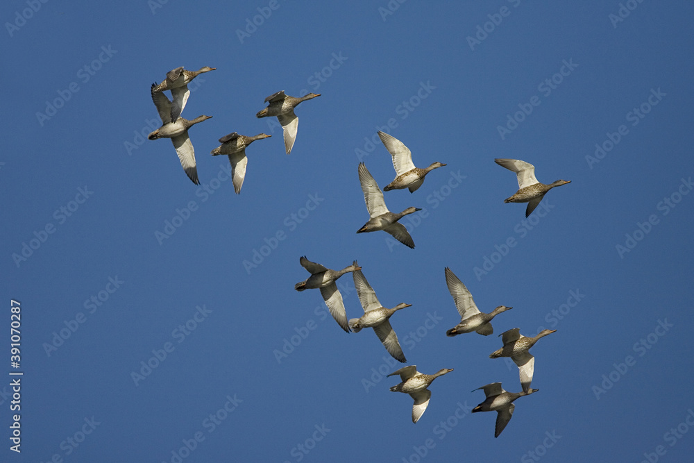 Obraz premium Gadwall, Krakeend, Anas strepera