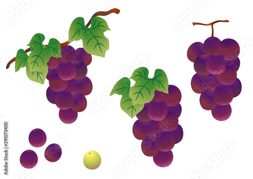 illustration of bunch of grapes with leaves