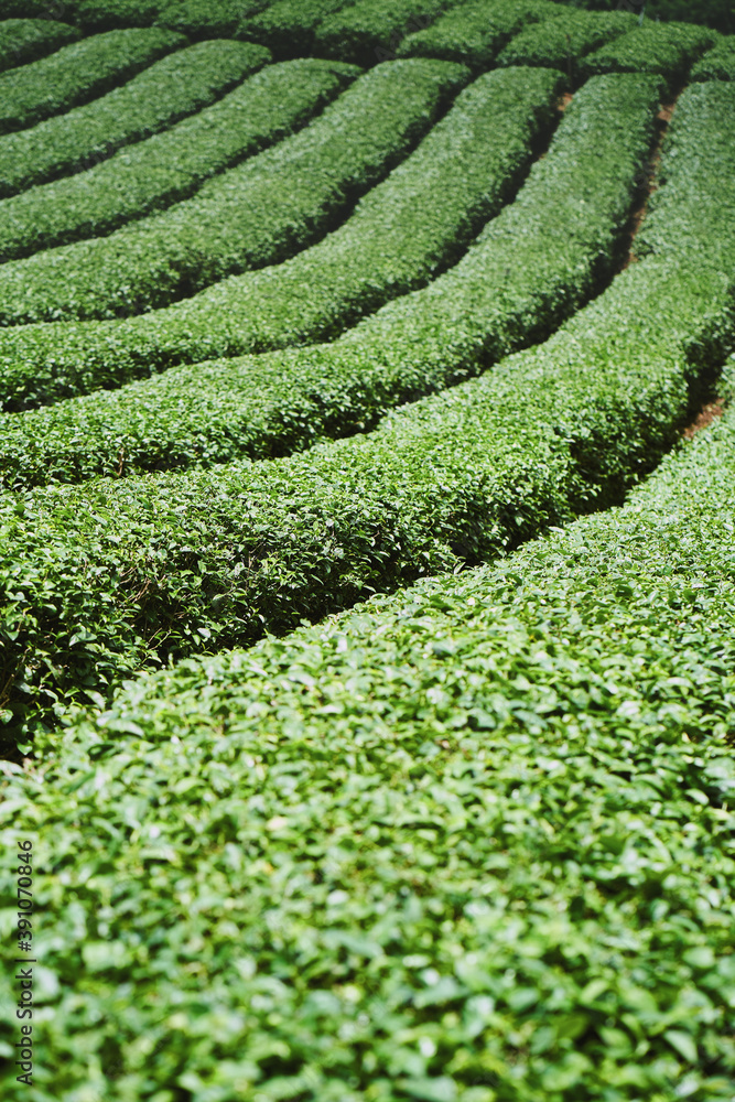 Tea plantation at Doi Mae Salong, Chiang Rai, Thailand.