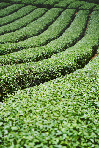 Obraz na płótnie Tea plantation at Doi Mae Salong, Chiang Rai, Thailand. w salonie