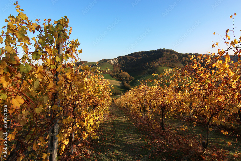 Fototapeta premium Vigneti in autunno in collina