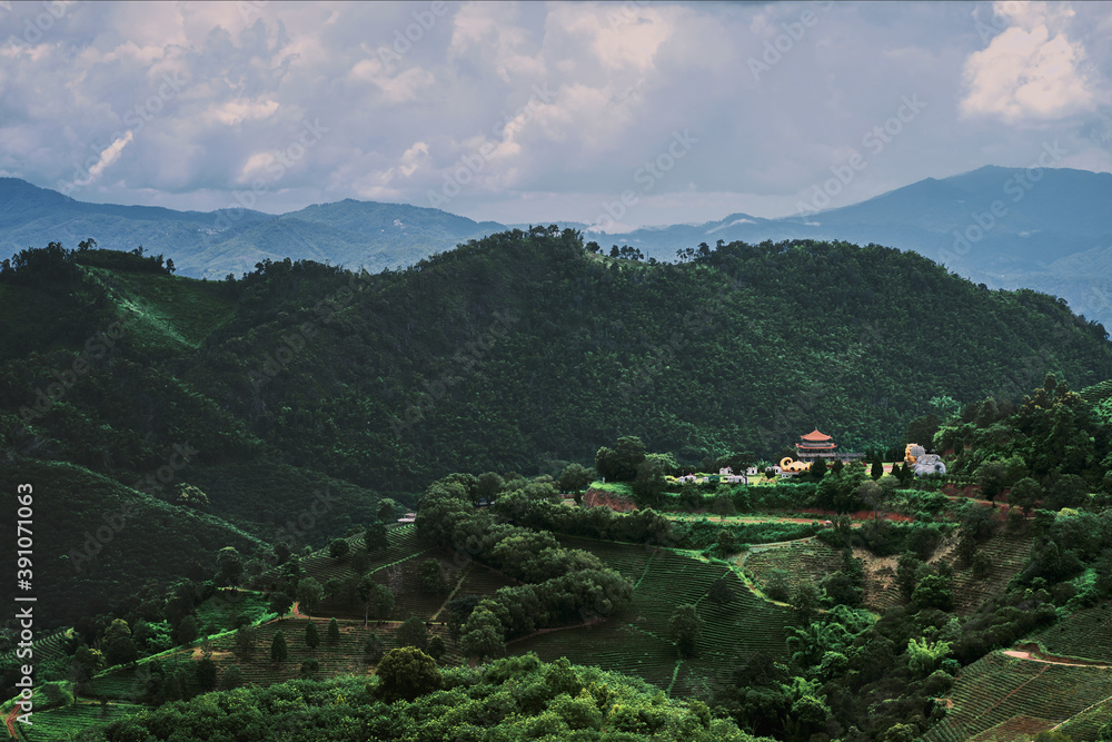 Tea plantation at Doi Mae Salong, Chiang Rai, Thailand.