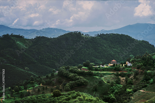 Tea plantation at Doi Mae Salong, Chiang Rai, Thailand.