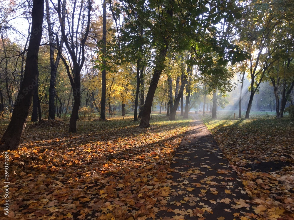 autumn in the forest