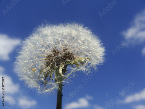 Fototapeta Naklejka Na Ścianę i Meble -  Pusteblume 