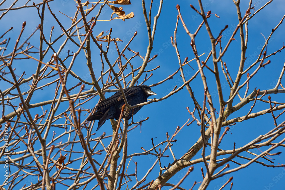 A crow sits on a chestnut branch in the town square. A crow sits on a chestnut branch in the town square.