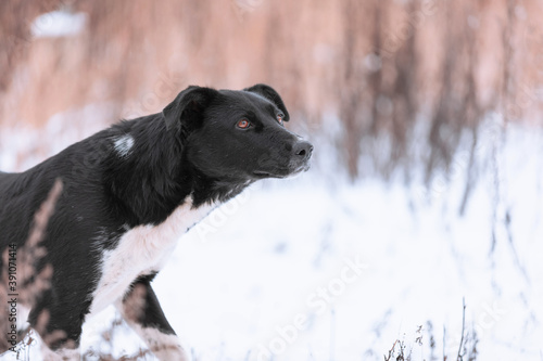 Fototapeta Naklejka Na Ścianę i Meble -  A large mixed-breed sheepdog stares off against a winter backdrop. Copy space. The dog's eyes search for its owner. Adoptable Dogs in Local Shelter. Hoping for adoption.