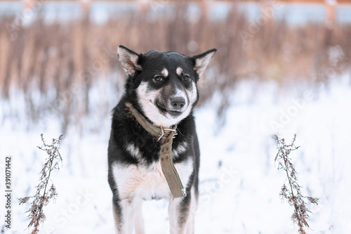 A large mixed-breed sheepdog stares off against a winter backdrop. Copy space. The dog s eyes search for its owner. Adoptable Dogs in Local Shelter. Hoping for adoption.